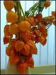 Quelle est cette plante appele aussi lanterne japonaise qui fournit un fruit surnomm Amour en cage trs dcoratif sur les desserts et que l'on peut consommer ?