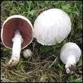 Quel est ce champignon, nomm aussi Agaric champtre, qui pousse dans les pturages ?