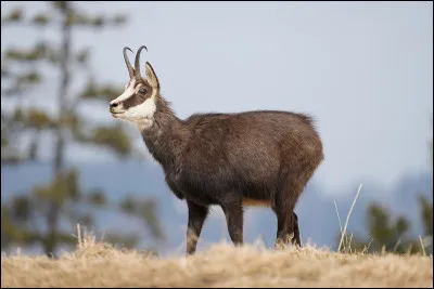Quel est cet animal ?