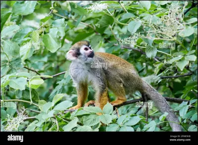 Quel est cet animal ?