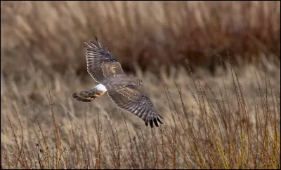 Quel est cet animal ?