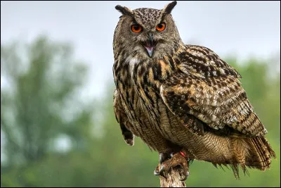 Quel est cet animal ?