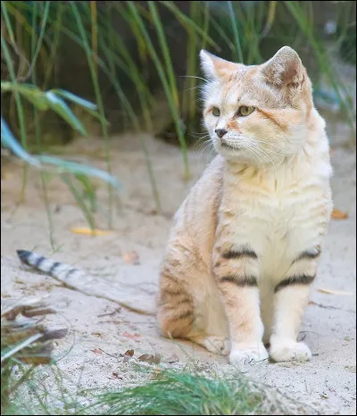 Quel est cet animal ?