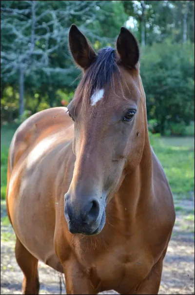 Aimerais-tu faire de l'équitation ?
