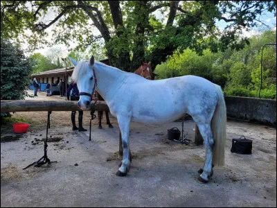 Quand un cheval/un poney fait ce que tu lui demandes, comment le félicites-tu ?