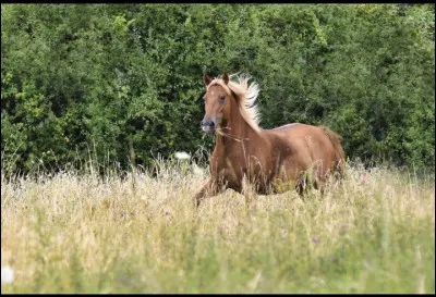 Comment demandes-tu à un cheval/poney d'avancer ?