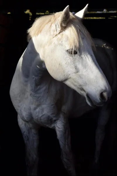 Pour toi, pourquoi met-on un tapis sous la selle ?