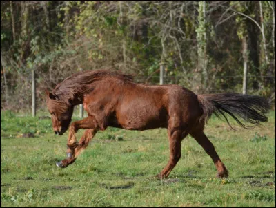 Quand brosses-tu un cheval/poney ?