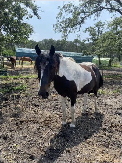 Pour toi, qu'est-ce qu'un cheval/poney ?