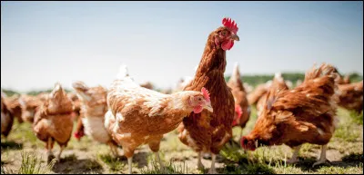 Quel est le nom d'un éleveur d'oiseaux ou de volailles ?