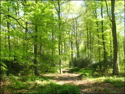 Quelle est cette grande forêt qui s'étend sur la rive gauche de la Seine, dans la boucle d'un méandre ?
