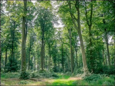 Quelle est cette grande for&ecirc;t de 6 500 ha, situ&eacute;e sur la bordure du pays de Bray, entre la Varenne et la B&eacute;thune ?
