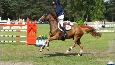 De quelle race ce cheval est-il ?