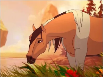 De quelle race ce cheval est-il ?