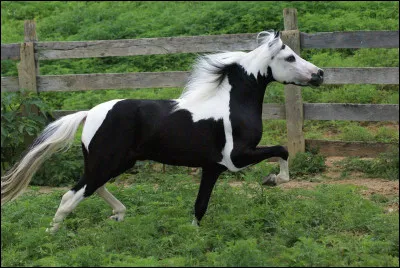De quelle race ce cheval est-il ?