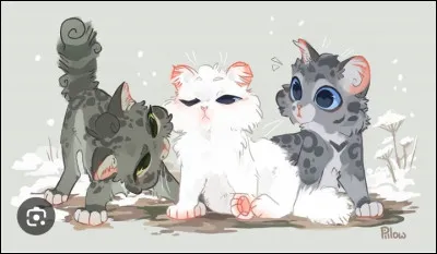 Qui sont ces chatons ?