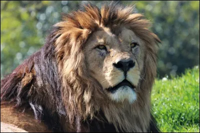 Je suis le représentant de plusieurs équipes de football africain,