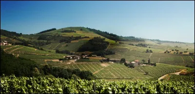 Quelle est la date de naissance de l'appellation "beaujolais nouveau" ?