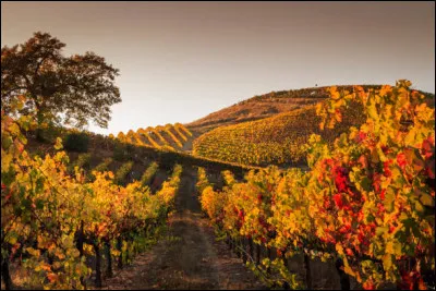 À quelle date le beaujolais nouveau est-il mis en vente dans le monde entier ?