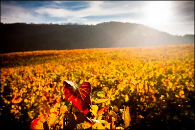Le Beaujolais désigne à la fois une région viticole et une appellation.