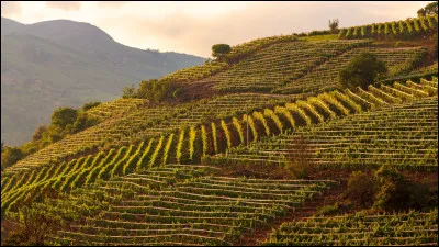 Quel est le cépage principal du beaujolais ?