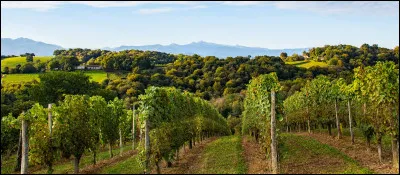 Quel est ce vignoble, situé au sud de Pau, connu pour ses vins blancs ?