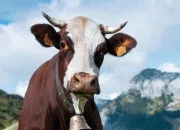 Quiz Quiz vache (caractristiques de la vache)