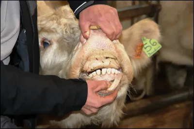 Combien de dents a une vache ?