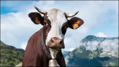 À quelle espèce appartient la vache ?