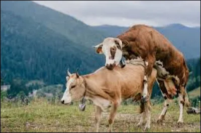 À quel âge commence la première reproduction chez la vache ?