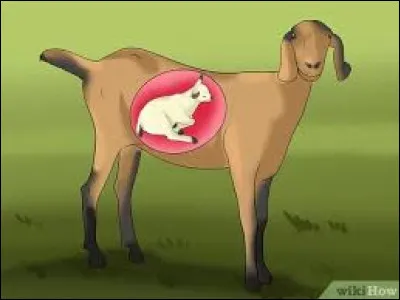 Quelle est la durée de gestation d'une vache ?