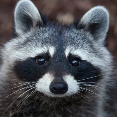 Quel est cet animal ?