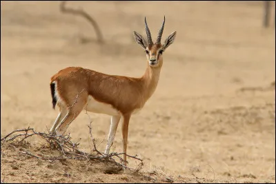 Quel est cet animal ?