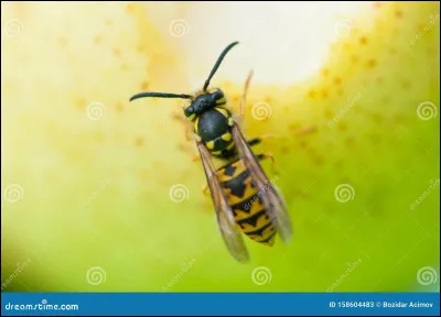 Quel est cet animal ?