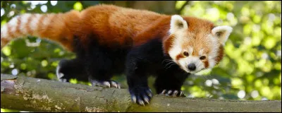 Quel est cet animal ?