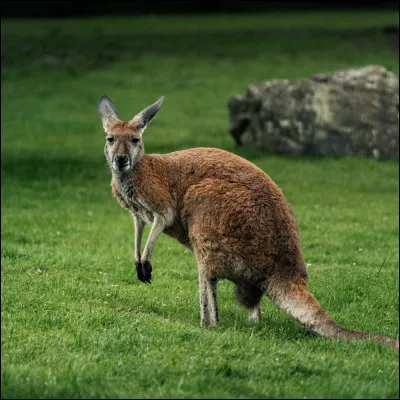 Quel est cet animal ?