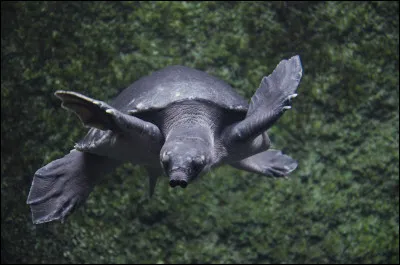 Combien de kilos peut avoir une tortue à nez de cochon ?