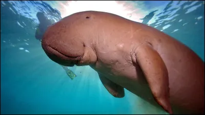 Le dugong mange près de 40 kg de nourriture par jour ; quelle est sa nourriture ?