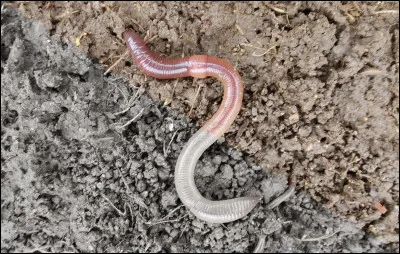 Qui est le meilleur ami des vers de terre ?