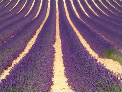 Dans une maison noble, l'employé de cuisine chargé de laver la vaisselle avait pour nom...