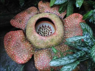 La plus grande fleur simple du monde ( rafflesia arnoldii ) est originaire. .