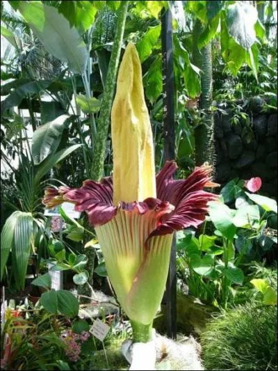 La fleur la plus nausabonde ( l'Arum titan ) est originaire. .