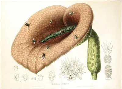 La fleur la plus trange appele vulgairement ' dragon mange-mouches ' se trouve sur l'le. .