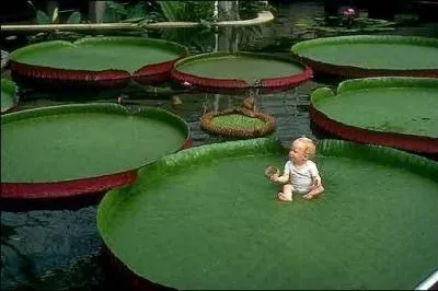 O peut-on trouver la plus grosse des plantes  fleurs d'eau douce ( victoria amazonica ) en. .