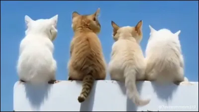 Ta fourrure favorite serait...