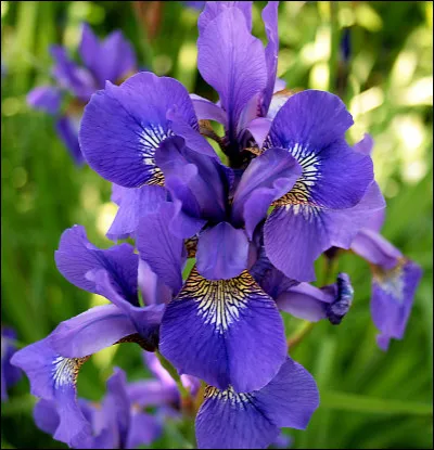 Quelle fleur avons-nous dans le corps ?