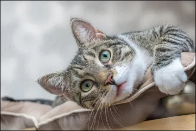 Quelle est cette race de chat ?