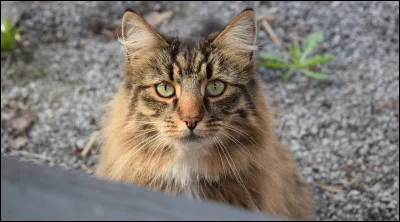 Quelle est cette race de chat ?