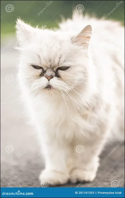 Quelle est cette race de chat ?