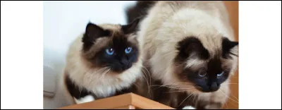 Quelle est cette race de chat ?